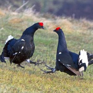 Pair Black Grouse Fighting DM1018