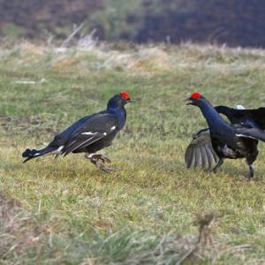 Pair Black Grouse Fighting DM1019