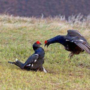 Pair Black Grouse Fighting DM1028