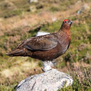 Red Grouse   DM1603
