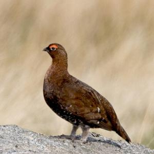 Red Grouse  1
