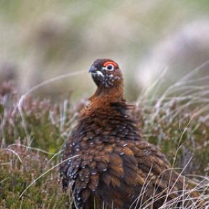 Red Grouse 2