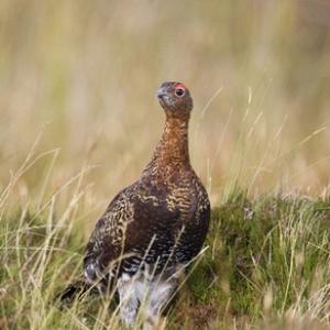 Red Grouse 5