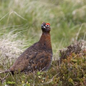 Red Grouse  DM0551