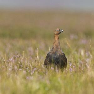 Red Grouse 12