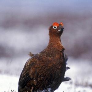 Red Grouse DM0478