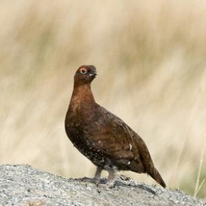 Red Grouse  2