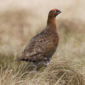 Red Grouse  3