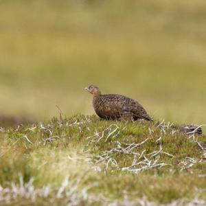 Red Grouse 4
