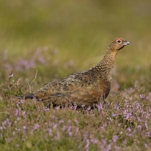 Red Grouse 6