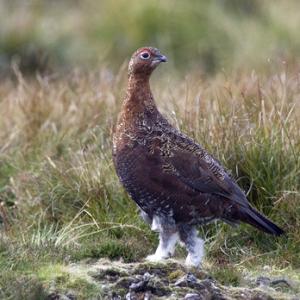 Red Grouse 7