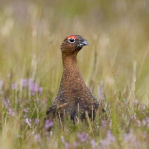 Red Grouse 8