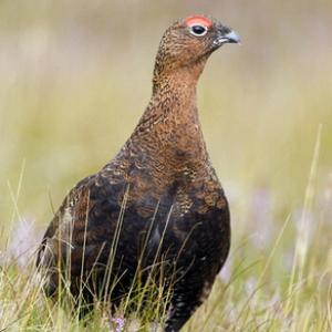 Red Grouse 9