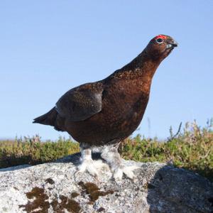 Red Grouse DM1604