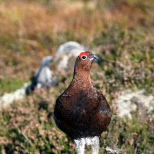 Red Grouse DM1606