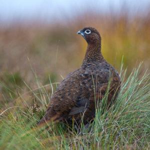 Red Grouse DM1614