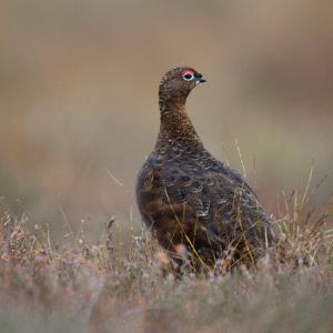 Red Grouse DM1615
