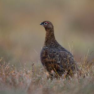 Red Grouse DM1616