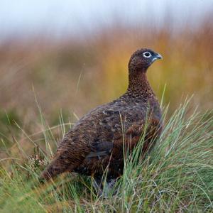 Red Grouse DM1617