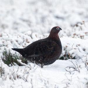 Red Grouse DM1628