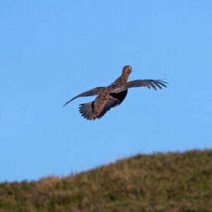 Red Grouse Display Fligh DM1618