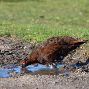 Red Grouse Drinking DM1619