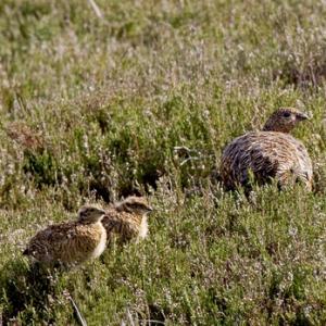Red Grouse and Chicks
