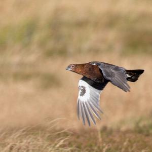 Red Grouse in Flight DM1620
