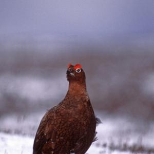 Red Grouse in the Snow