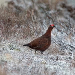 Red Grouse in the Snow