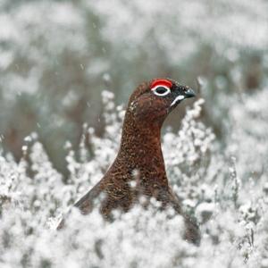 Red Grouse in the Snow