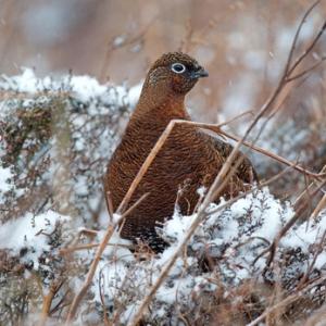  Grouse