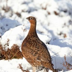 Red Grouse in the Snow