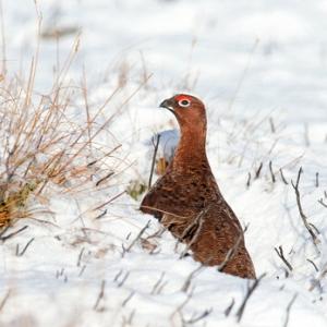 Red Grouse in the Snow