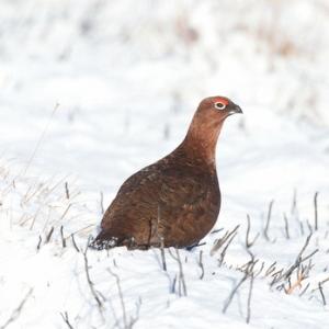 Red Grouse in the Snow