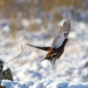 Red Grouse in the Snow