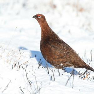 Red Grouse in the Snow