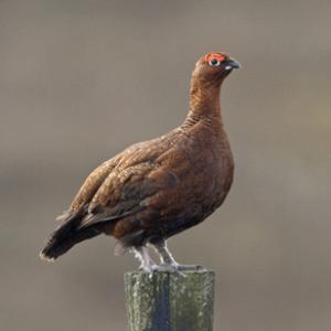 Red Grouse on a Post