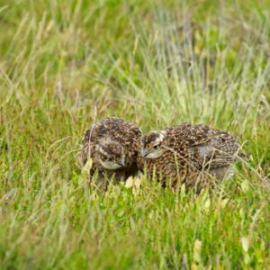  Red Grouse Chicks DM2070