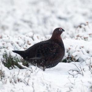   Red Grouse in the Snow  DM2066