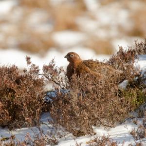  Red Grouse in the Snow  DM2071