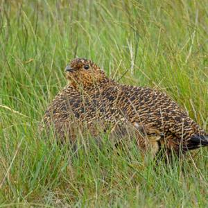 Red Grouse with Chick DM2072
