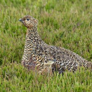  Red Grouse with Chick DM2073