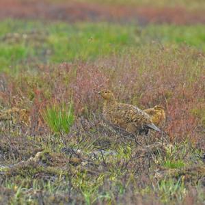   Red Grouse with Chick DM2074
