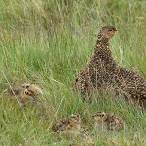  Red Grouse with Chicks DM2067
