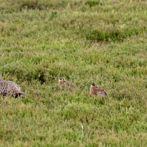   Red Grouse with Chicks  DM2068