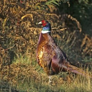 Cock Phasant 12
