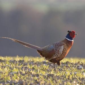 Cock Pheasant