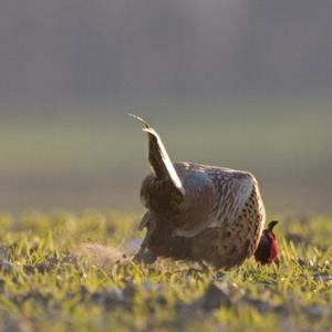 Cock Pheasant  Displaying