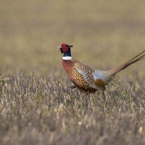 Cock Pheasant 2